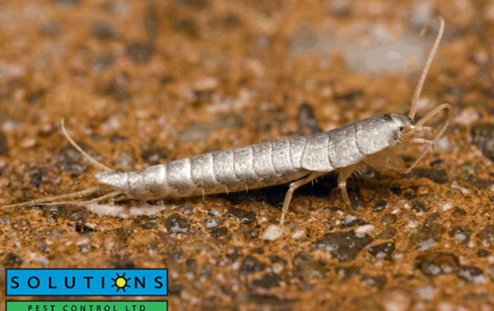 silverfish