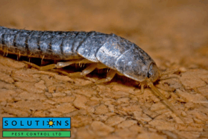 silverfish