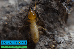 termite