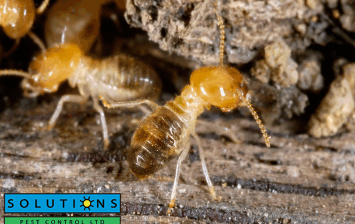 termite