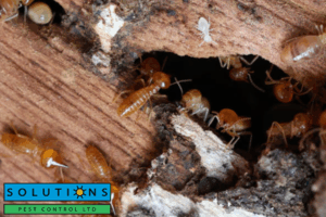termite