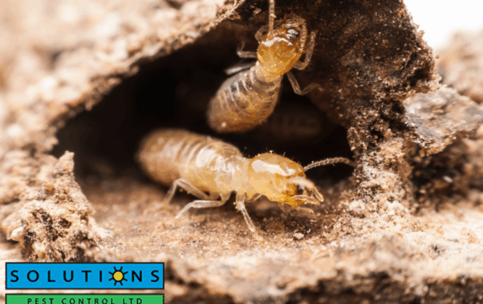 termite