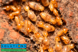 termite