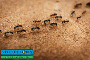 ants