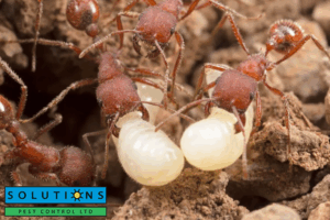 ant