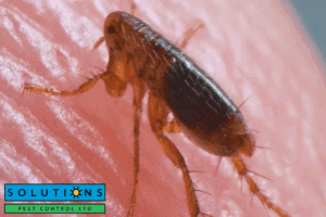 flea control